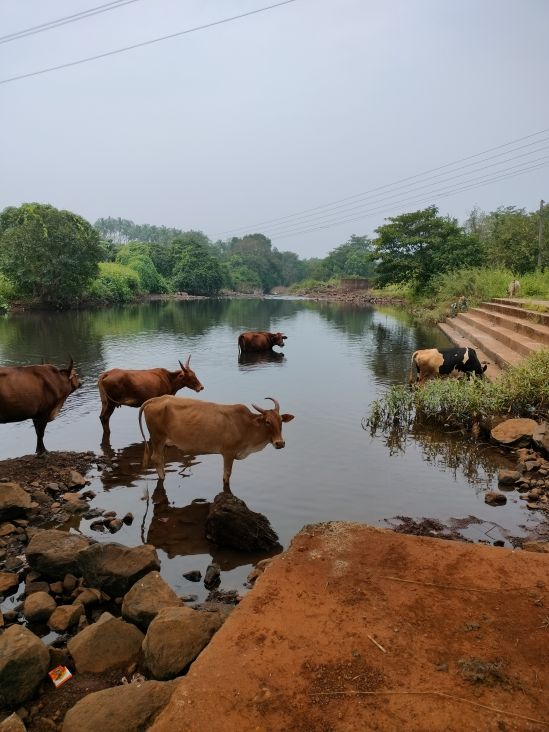 Cows take a dip in the Kaapsi River