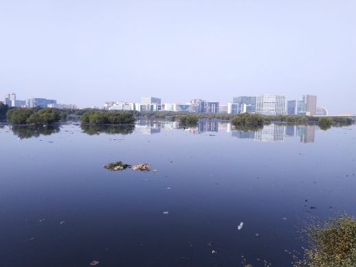 Mithi river mangroves with Mumbai's business district, BKC